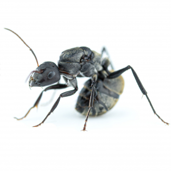 Camponotus sericeus